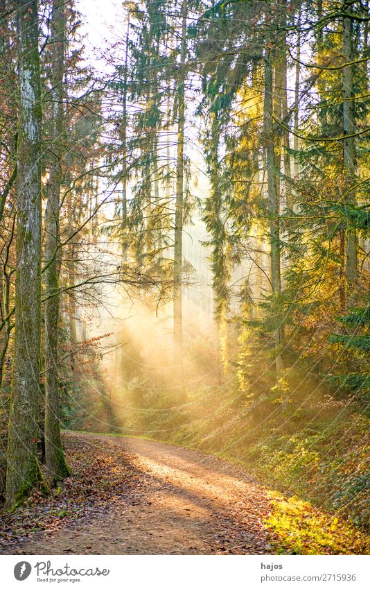 Sunbeams in the forest Relaxation Winter Nature Warmth Forest Soft Idyll Stage lighting Light (Natural Phenomenon) forest path Bright Beautiful Fabulous Mystic