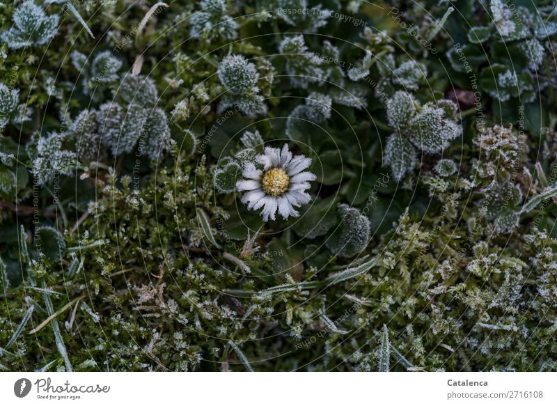 A daisy decorated with hoarfrost on the meadow Nature Plant Elements Winter Ice Frost Grass Leaf Blossom Daisy Garden Meadow Blossoming pretty Cold Small Brown