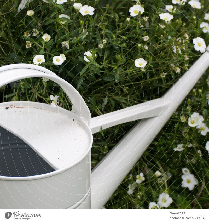 White summer Nature Plant Spring Summer Beautiful weather Flower Grass Garden Esthetic Cast Watering can Hot Metalware Still Life Stationary Warmth Gardening