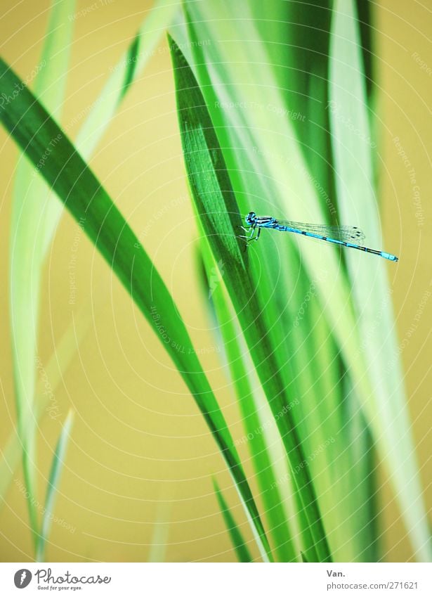 docked Nature Plant Animal Spring Grass Blade of grass Garden Wild animal Dragonfly Insect 1 Flying Fresh Bright Beautiful Blue Green Colour photo Multicoloured