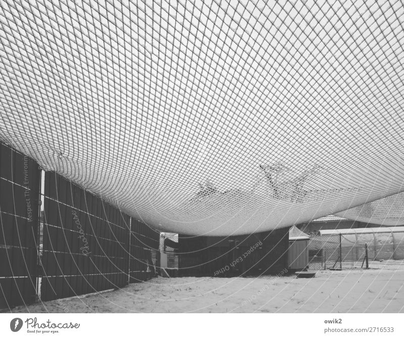 winter net Winter Snow Grass Meadow Net Tense Enclosure Framework Hang Cold Transparent Hazy Greenhouse Tree Fold Empty Protection Safety Black & white photo