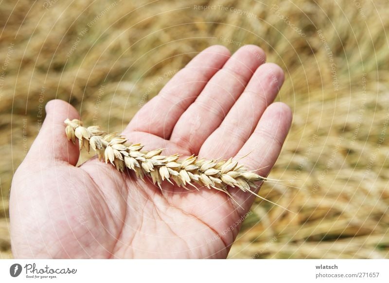 Grain in hand Food Nutrition Summer Hand Fingers Plant Agricultural crop Wheat Mature Ear of corn Palm of the hand Colour photo Exterior shot Close-up