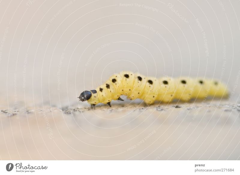 web Environment Nature Animal Wild animal 1 Yellow Gray Caterpillar Insect Larva Stone Point Colour photo Exterior shot Deserted Copy Space top Day Blur