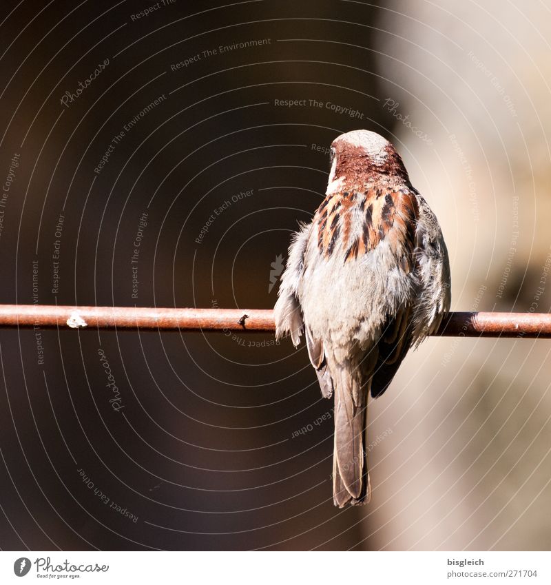Into the unknown Zoo Twig Animal Bird Sparrow 1 Sit Small Brown Black Curiosity Fear of flying Fear of the future Dangerous Threat Colour photo Exterior shot