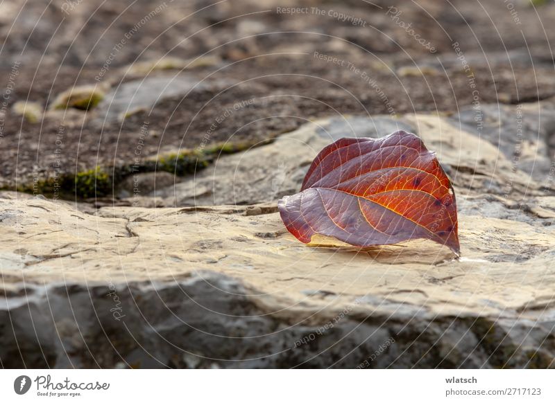 Rocks in autumn Environment Nature Landscape Earth Leaf Garden Forest Brown Calm Climate Transience Change "Veins Life Water Autumn To fall Winter Season