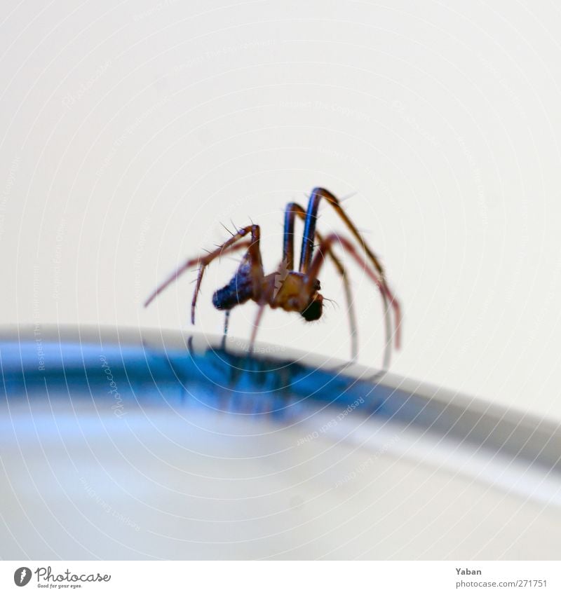 I spider Animal Spider 1 Crawl Natural Blue Brown Legs Colour photo Exterior shot Macro (Extreme close-up) Deserted Day Reflection Animal portrait
