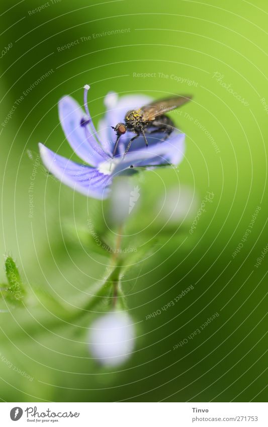 Fly sucks nectar from blue flower Environment Nature Plant Animal Spring Beautiful weather Blossom Wild plant Blue Green Black Relationship Symbiosis Suck