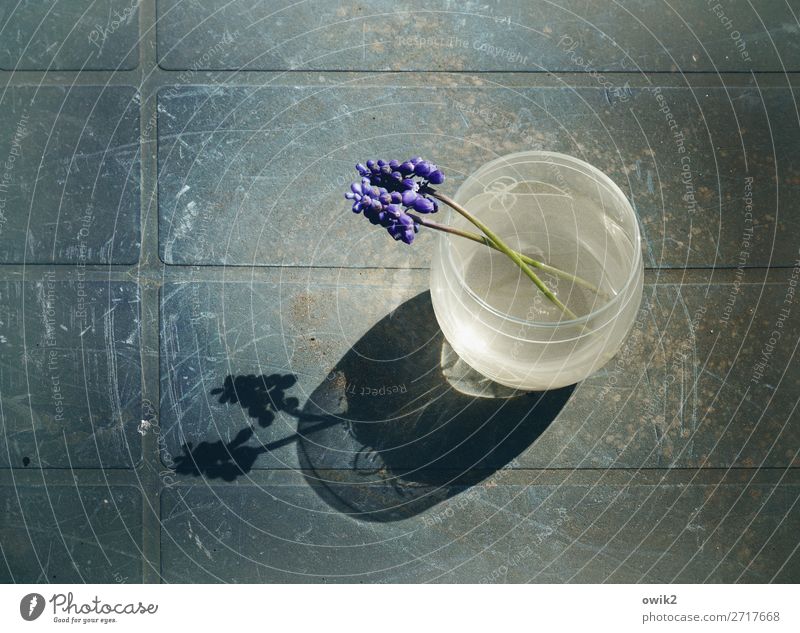 Freshly in love Nature Plant Summer Flower Muscari Vase Table Glass Plastic Emotions Agreed Romance Calm Colour photo Subdued colour Exterior shot