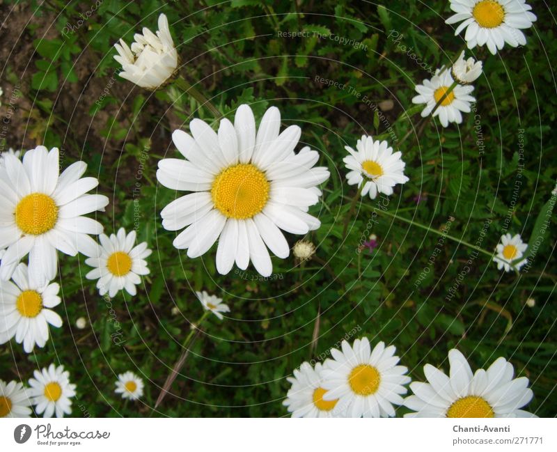 Daisy Olé Fragrance Trip Gardening Agriculture Forestry Nature Summer Plant Flower Blossom Meadow Flower meadow Positive Yellow Green White Peaceful Truth