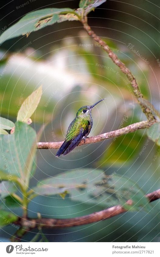 humming bird Exotic Beautiful Decoration Art Nature Animal Flower Leaf Forest Virgin forest Bird Bright Small Natural Wild Blue Green White Colour Costa Rica