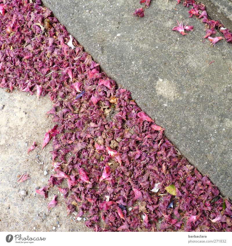 transient beauty Spring Plant Blossom Village Street Sidewalk diagonal To fall Faded To dry up Esthetic Beautiful Gray Pink Moody Colour Life Senses Transience