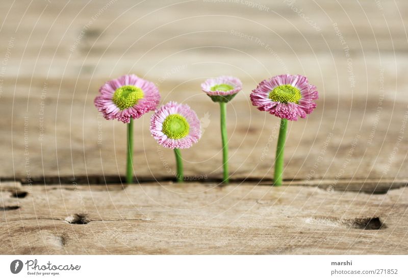 four wins Plant Flower Pink Wood Wooden table Weed Daisy Wild Beautiful 4 Growth Background picture Colour photo Interior shot Close-up Detail