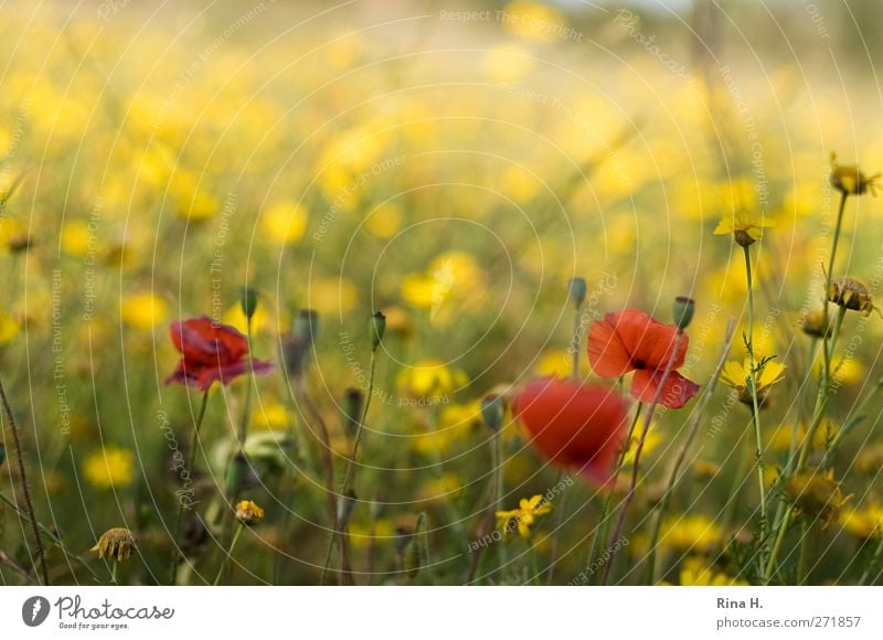 Flower meadow in the wind Environment Nature Plant Summer Beautiful weather Wild plant Meadow Blossoming Faded Natural Warmth Yellow Red