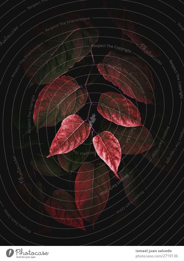 beautiful red plant leaves texture in the garden Plant Leaf Red Garden Floral Nature Decoration Ornament Abstract Consistency Fresh Exterior shot background