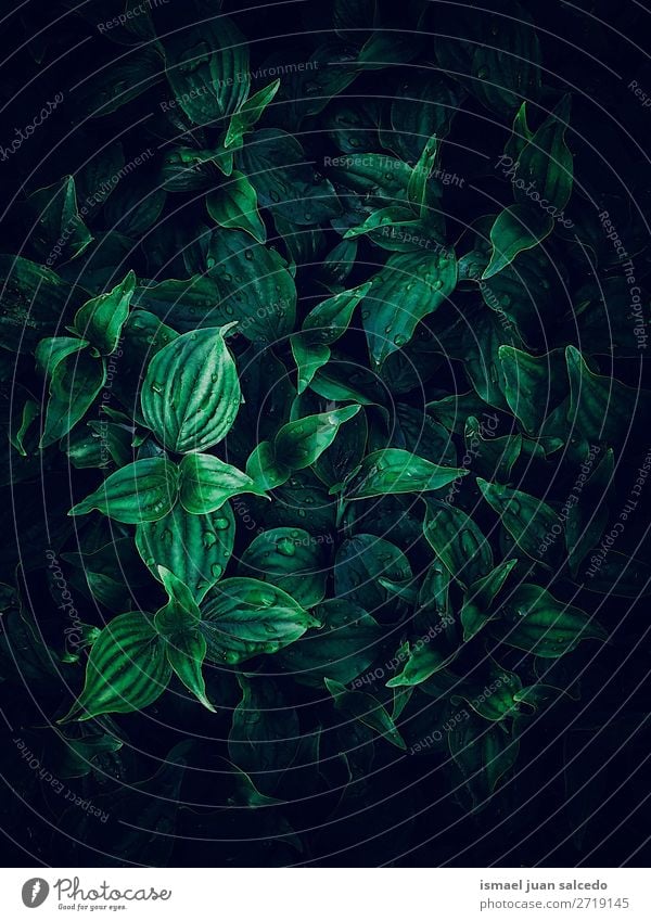 beautiful green plant leaves texture in the garden Plant Leaf Green Garden Floral Nature Decoration Ornament Abstract Consistency Fresh Exterior shot background