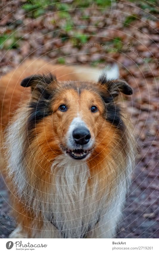 American Longhair Collie Nature Animal Pet Dog Animal face 1 Old Elegant Friendliness Large Cuddly Thin Blue Red Black White Power Willpower Attentive