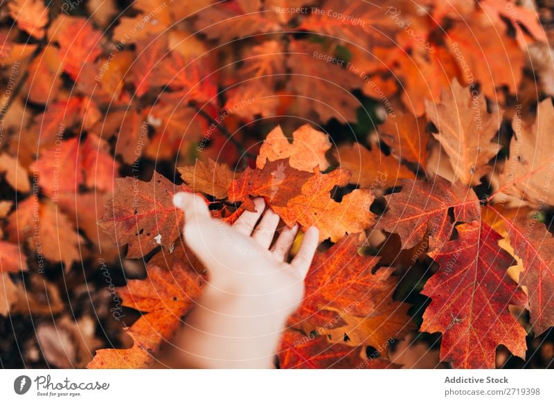Crop hand touching bright leaves Leaf Autumn Bright Touch Beauty Photography Seasons Red Inspiration Harmonious Autumnal Floral Hand Park Fresh Multicoloured
