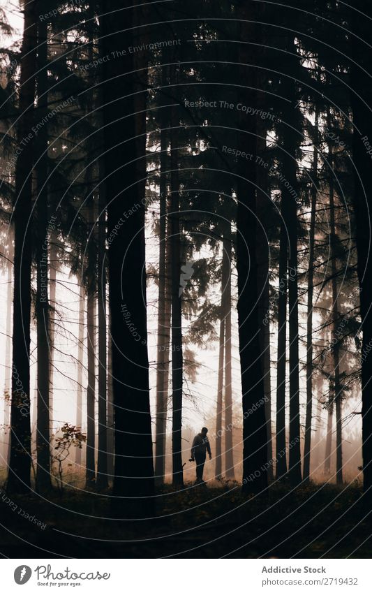 Traveler in dark foggy woods Forest traveler Mysterious Landscape Spooky Background picture Fog Nature Environment Natural Autumnal magical coniferous scenery