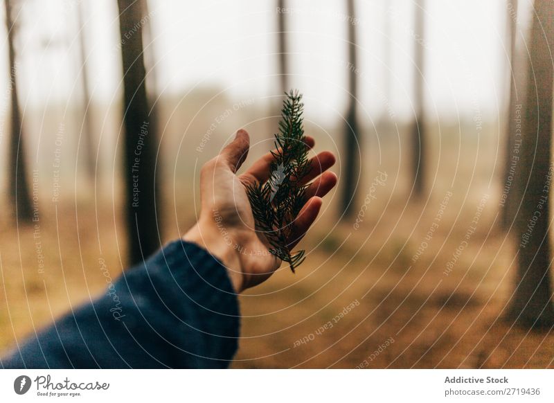 Crop person holding pine branch Pine Forest Autumnal Seasons Cone Natural Beauty Photography Serene Nature Brown tranquil Holiday season Consistency Wilderness