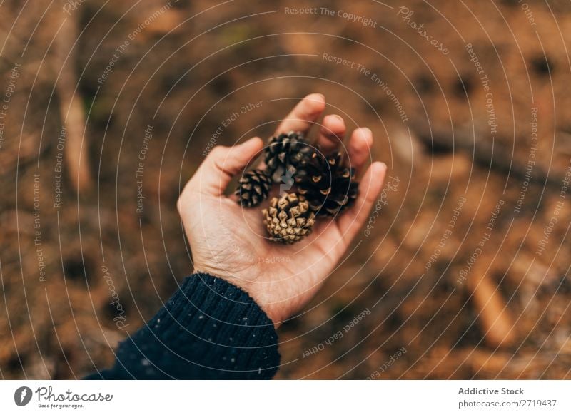 Crop person holding cones Pine Conical Forest Autumnal Seasons Cone Natural Beauty Photography Serene Nature Brown tranquil Holiday season Consistency