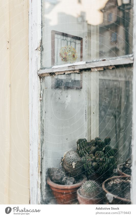 Cactus behind glass of shabby window Window Exterior Shabby Weathered Reflection Street Building Design Deserted Growth Rustic residential Plant Windowsill