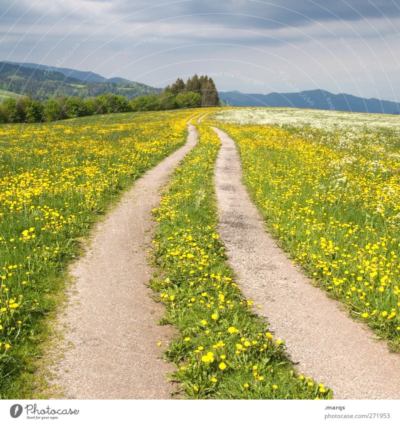 a way out Environment Nature Landscape Summer Storm Flower Dandelion field Meadow Transport Traffic infrastructure Street Lanes & trails Sign Blossoming