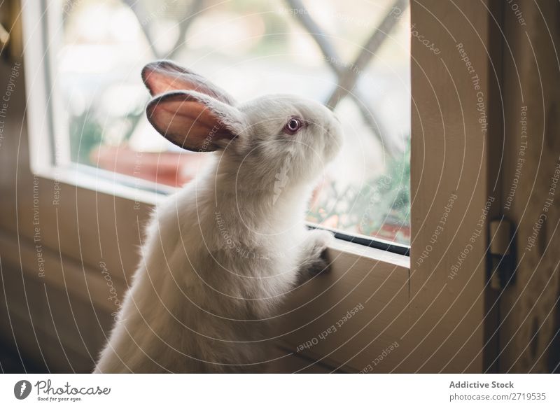 White little bunny looking at window Hare & Rabbit & Bunny Cute Lean Window Delightful Animal Fur coat Easter Mammal Fluffy Pet Small Youth (Young adults) Wild