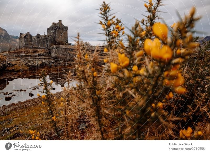 Flowers and castle view Plant Castle Coast Rock Lake Hill Mountain Landscape Nature Water Natural Stone Old Historic Beautiful Clouds Scotland Grass
