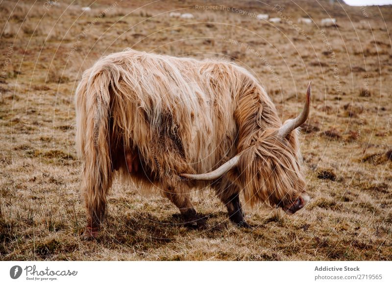 Highland cattle cow on dry grass Cow Clouds Breed Hairy Fluffy Livestock Pasture Meadow Grass Dry Nature Landscape Field Natural Vacation & Travel Rock Tourism