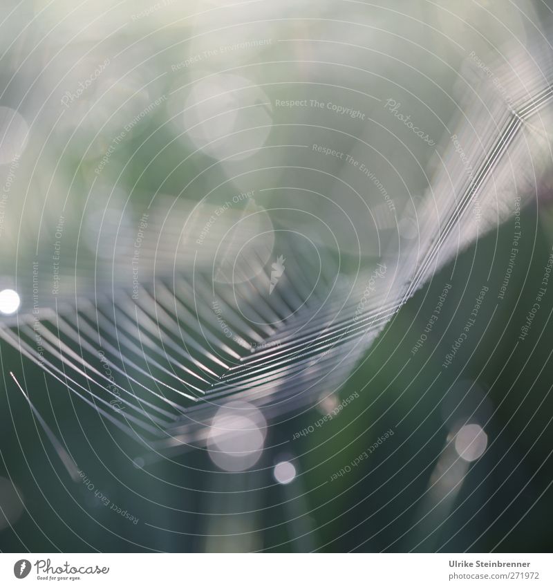 natural geometrics Nature Spring Grass Meadow Field Farm animal Spider To hold on Glittering Hang Illuminate To swing Wait Esthetic Sharp-edged Bright Round