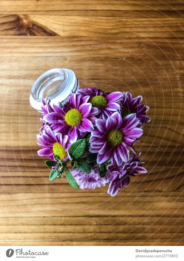 Top view of purple daisies in jar Nature Spring Beautiful Pink Beauty Photography Background picture Floral Blossom leave White Plant Flower Glass Daisy Natural