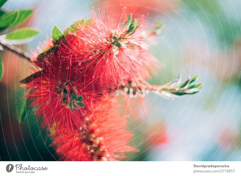 Close up of a bottlebrush flower Callistemon bottlebrushes Plant Flower Tree Consistency Background picture Abstract Copy Space Close-up Wallpaper Nature Colour