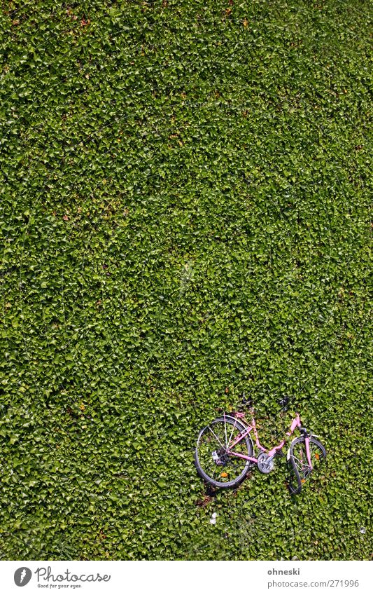 drive to the green Plant Leaf Foliage plant Ground cover plant Bicycle Broken Green Loneliness Fiasco Environment Distress Destruction Colour photo