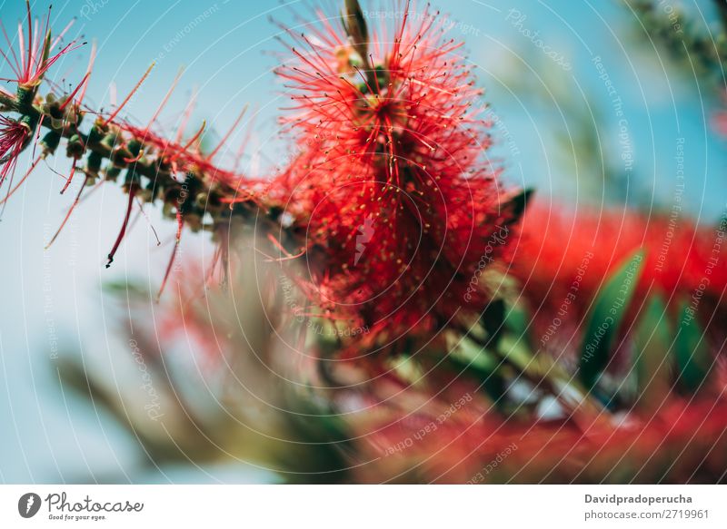 Close up of a bottlebrush flower Callistemon bottlebrushes Plant Flower Tree Consistency Background picture Abstract Copy Space Close-up Wallpaper Nature Colour