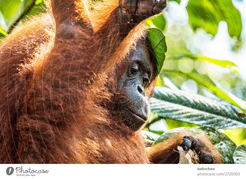 old | wise 48 years Habitat Wilderness Climate change palm oil Orang-utan Meditative Nature flaked tree Animal face Impressive Close-up Monkeys