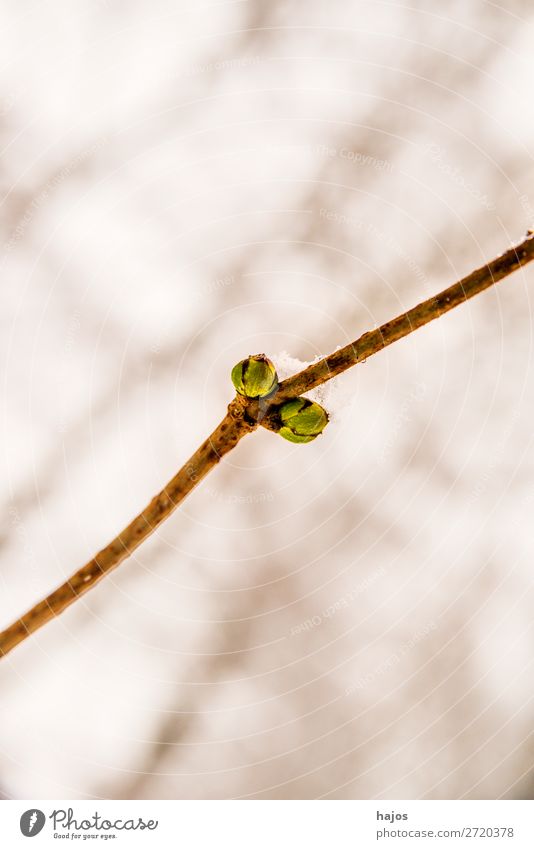 Tree bud in the snow Winter Plant Snow Jump tree node Instinct Impulsion sprout White winches Neutral Background depth of field low Season Brown early