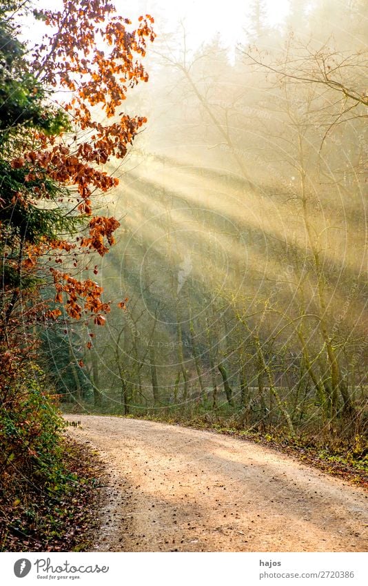 Sunbeams in the forest Relaxation Winter Nature Warmth Tree Forest Soft Idyll spot Light (Natural Phenomenon) casts rays off Mystic Mysterious Fabulous lit