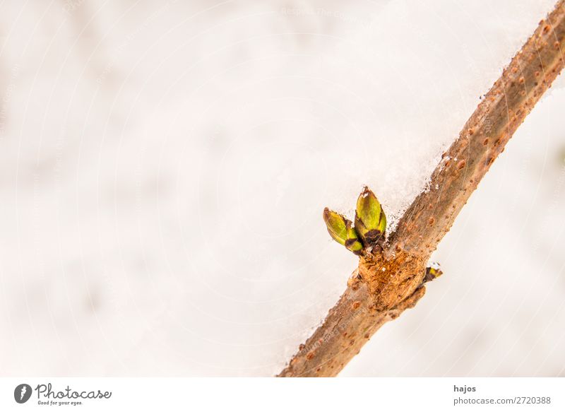 Tree bud in the snow Winter Nature Plant Jump tree bud Instinct winches White Season Growth spring fresh start flora Colour photo Exterior shot Close-up Detail