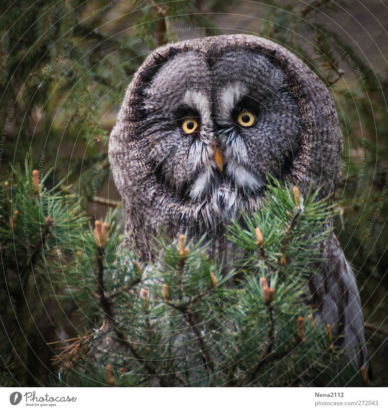 Chouette! Animal Wild animal Bird Animal face 1 Observe Sit Creepy Round Gloomy Brown Green Feather Looking Hiding place Sadness Colour photo Exterior shot