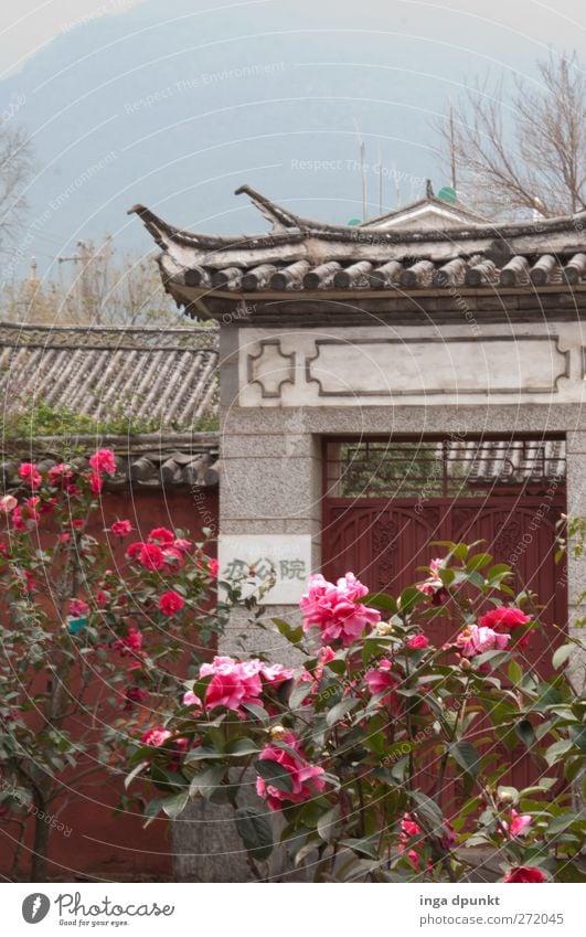 ChinaGarden Plant Flower Rose Leaf Blossom Exotic Park Deserted Gate Esthetic Exceptional Positive Beautiful Adventure Idyll Chinese Garden Horticulture Archway