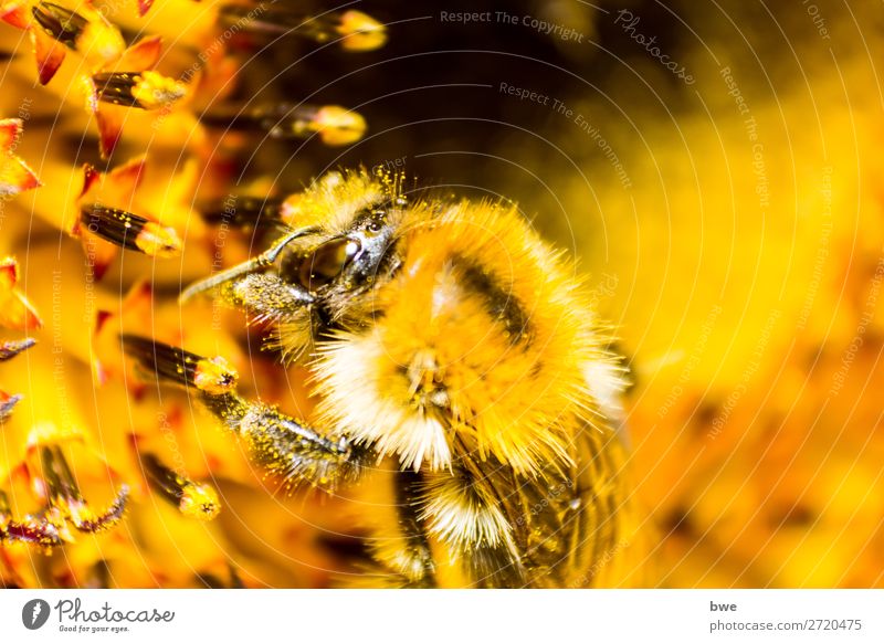 Bumblebee on flower Environment Nature Plant Animal Blossom bumblebee insect 1 Yellow Orange Love of animals Success Animal Themes Animals in the Wild
