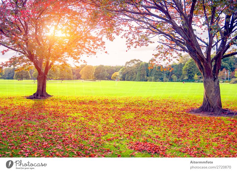 Sunset in autumn Beautiful Environment Nature Landscape Plant Sky Autumn Tree Leaf Park Forest Fresh Bright Natural Brown Yellow Gold Red Colour background