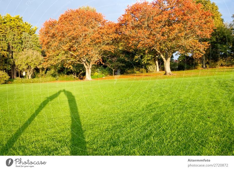 Shadows kissing Vacation & Travel Garden Valentine's Day Human being Woman Adults Man Couple Nature Landscape Autumn Tree Grass Kissing Love Happiness Natural