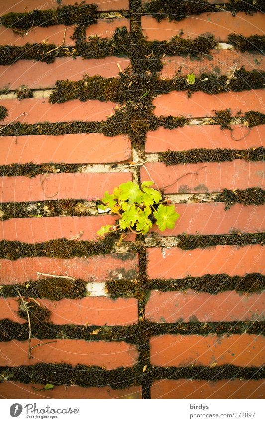 mauerBLÜMCHEN Spring Summer Plant Moss Wall (barrier) Wall (building) Growth Old Green Red Optimism Serene Hope Survive Transience Change Brick wall Seam 1
