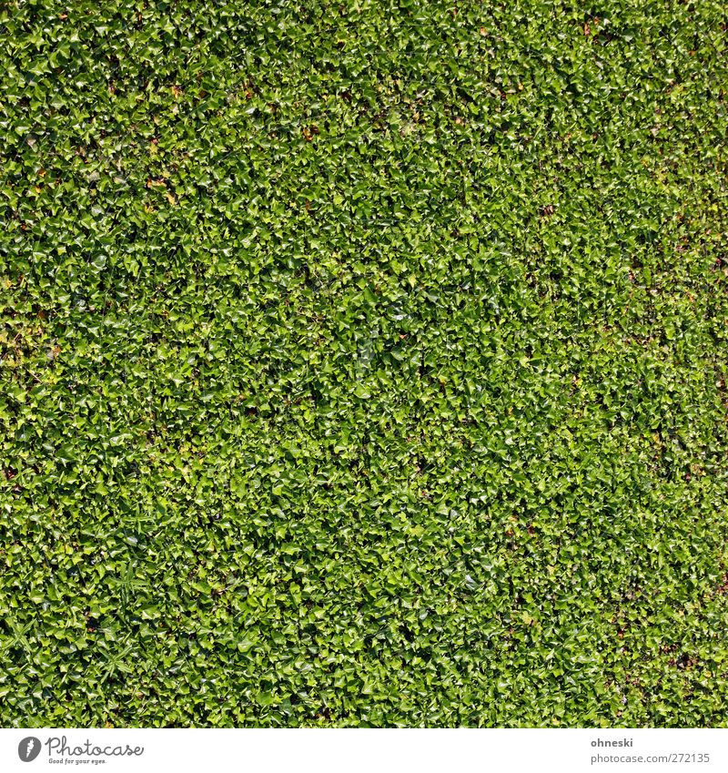 green Plant Leaf Foliage plant Ground cover plant Hedge Garden Green Hope Life Colour photo Exterior shot Abstract Pattern Structures and shapes Deserted