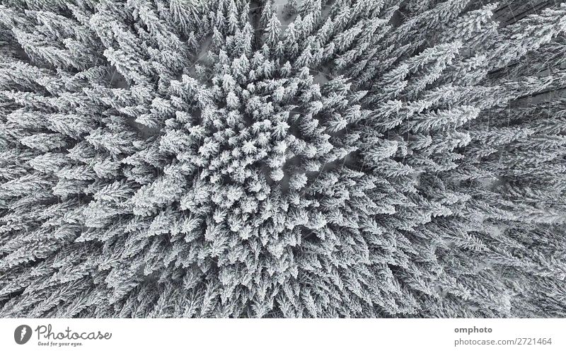 Aerial image from the top of snowy mountain pines in the middle of the winter Winter Snow Mountain Nature Landscape Plant Weather Ice Frost Tree Forest Fresh