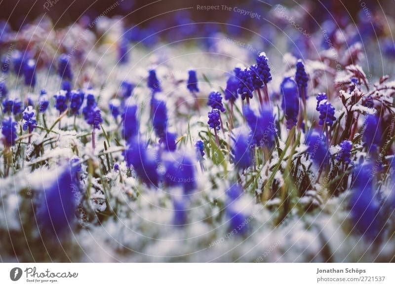 Grape hyacinths in the snow at the beginning of spring Relaxation Winter Snow Garden Spring Ice Frost Flower Blossom Growth Cold Blue Violet April Thuringia