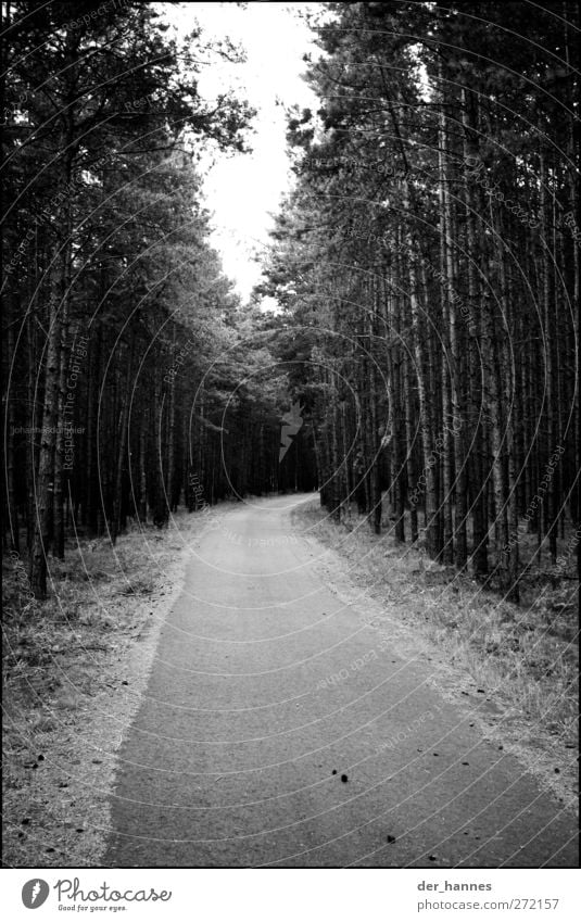cycle path Cycling Cycle path Tree Wild plant Forest Traffic infrastructure Lanes & trails Small Athletic Black & white photo Exterior shot Deserted Light