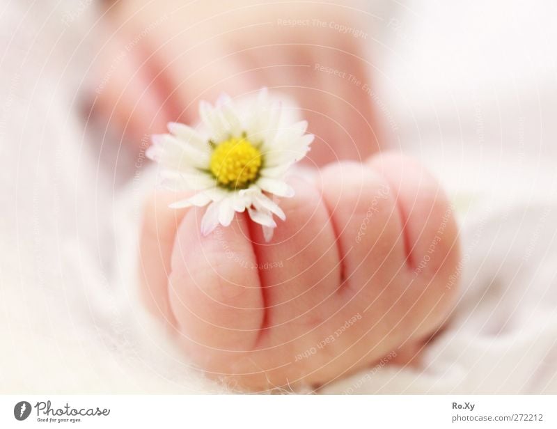 Baby hand with daisy Human being Child Toddler Girl Skin Hand Fingers 1 0 - 12 months Flower Happy Contentment Trust Warm-heartedness Love Daisy baby skin