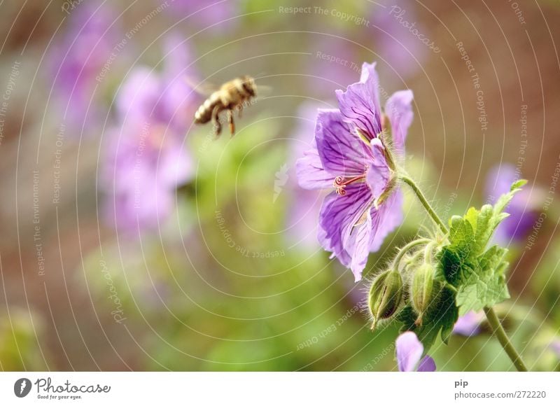 pollen(an)flight Nature Plant Summer Beautiful weather Flower Leaf Blossom Geranium Pollen Bee Insect Honey bee 1 Animal Work and employment Flying Violet